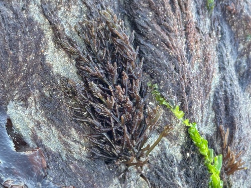 Gastroclonium observed 2026-09-12