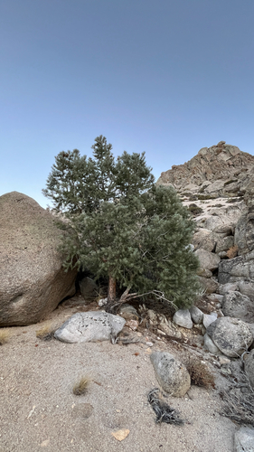 iNaturalist observation photo of singleleaf pinyon