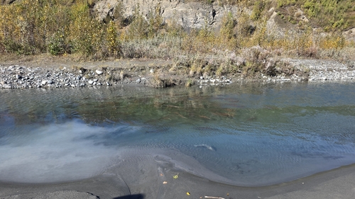 Sockeye Salmon