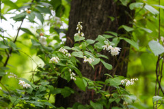 Deutzia scabra