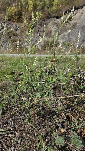 White Sweetclover