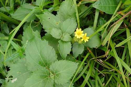Wollastonia biflora