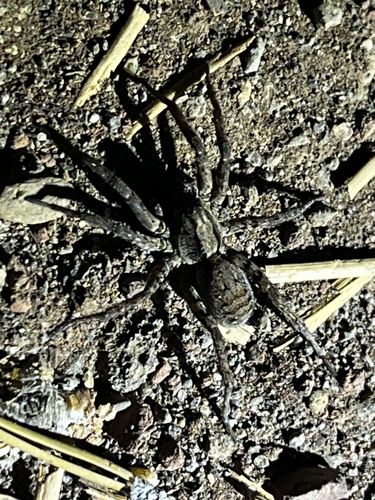 iNaturalist observation photo of Koch's Wolf Spider