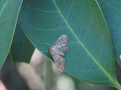 Blepharomastix ranalis