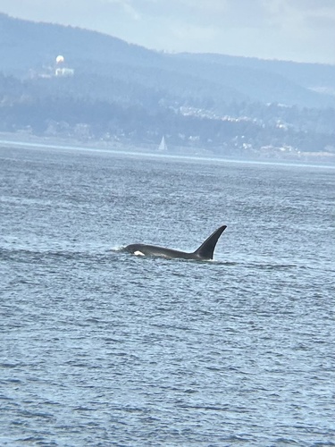 Sighting photo