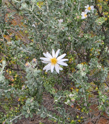 Showy Daisy-bush