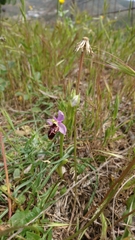 Ophrys heldreichii