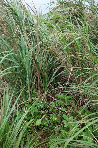 Aeginetia indica, photograph 5