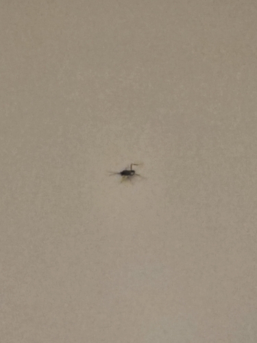 Blue-eyed Ensign Wasp