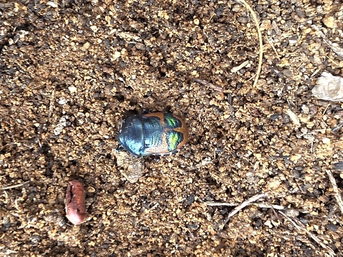 Red Jewel Bug