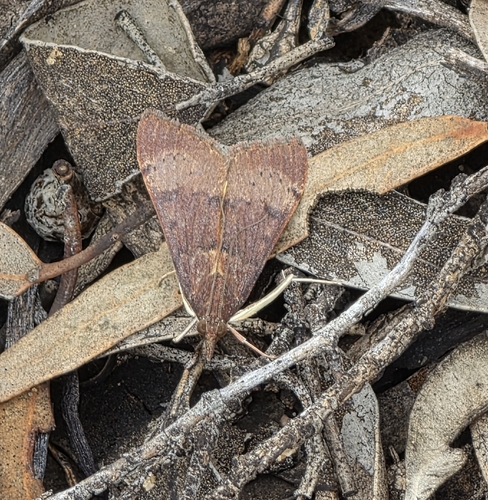 Tree Lucerne Moth