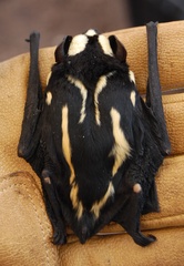 Glauconycteris superba