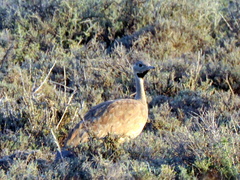 Eupodotis vigorsii vigorsii