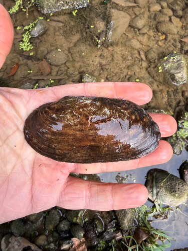 Flutedshell
