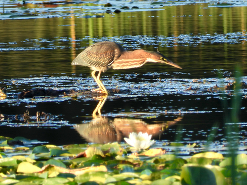 Green Heron