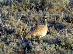 Eupodotis vigorsii vigorsii