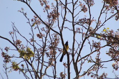 Icterus prosthemelas