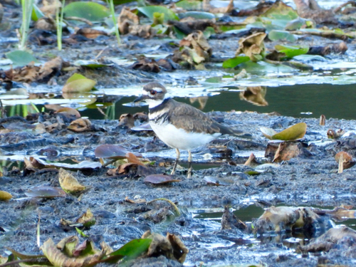 Killdeer
