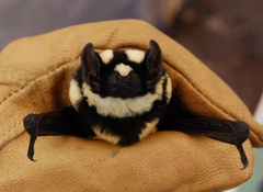 Glauconycteris superba
