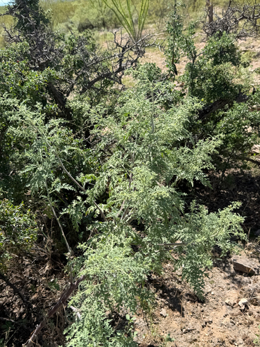 Ragged Marsh-elder