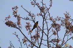 Icterus prosthemelas