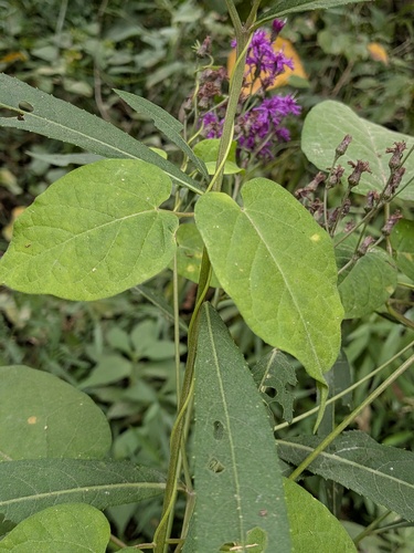 Gonolobus suberosus, photograph 5