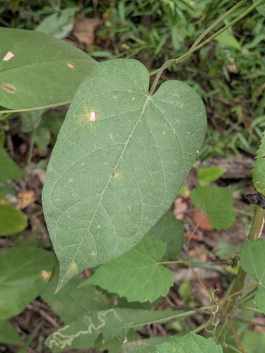 Gonolobus suberosus, photograph 6