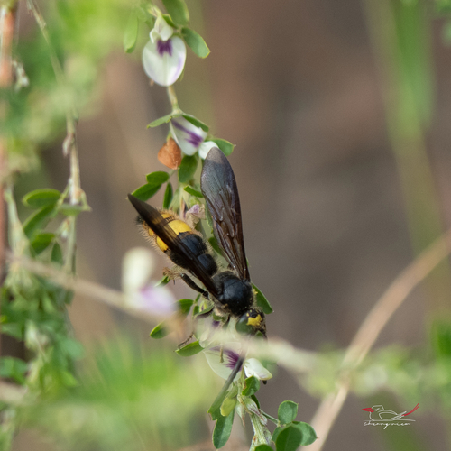 Yellow-banded Scoliid Wasp