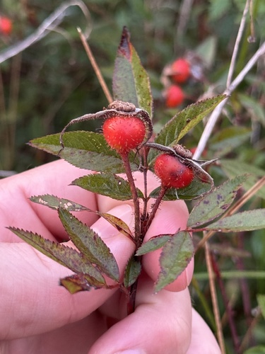 swamp rose