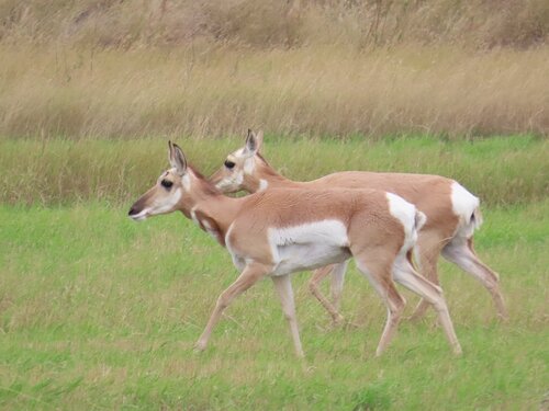 Pronghorn