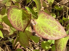 Epimedium × versicolor