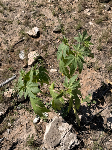 Jatropha macrorhiza, photograph 5