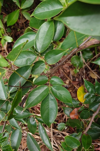 Rourea minor observed 2026-09-12