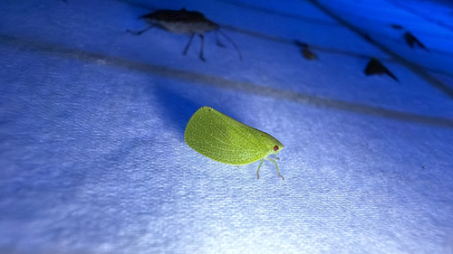 Green Cone-headed Planthopper