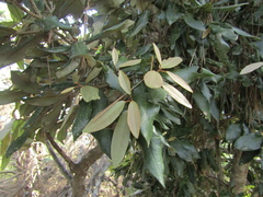 Aextoxicon punctatum