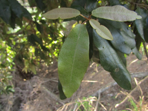 Aextoxicon punctatum, photograph 3