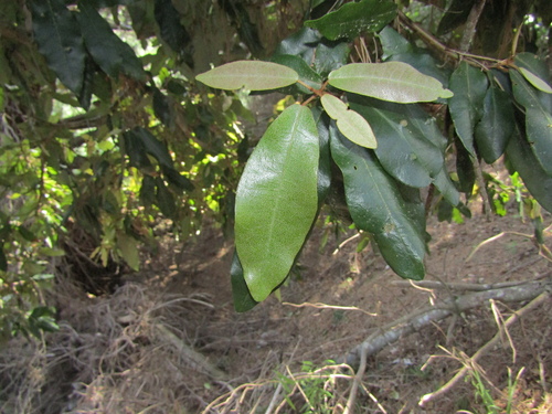 Aextoxicon punctatum, photograph 1