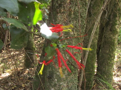 Tristerix corymbosus