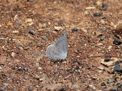 Celastrina echo gozora