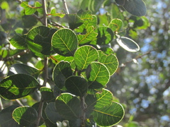 Lithraea caustica