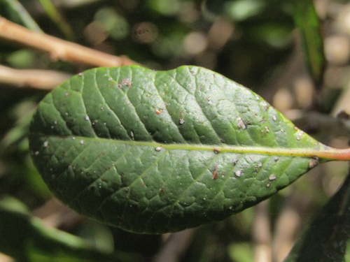 Lithraea caustica, photograph 1