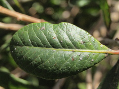Lithraea caustica, photograph (c) Bruno Avilez, some rights reserved (CC BY)
