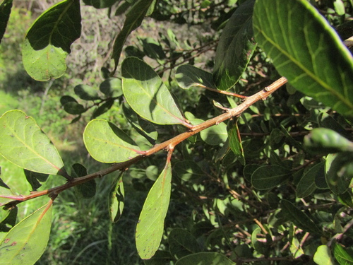 Lithraea caustica, photograph 2