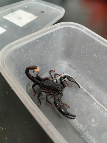 Giant Blue Scorpion