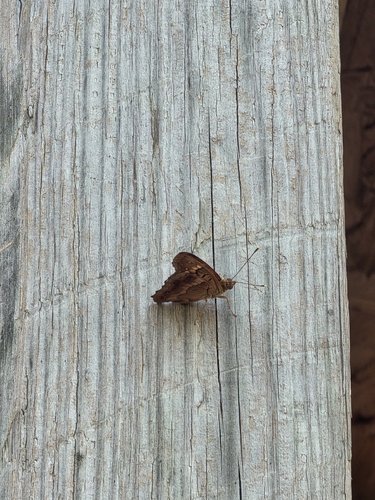 Tawny Emperor