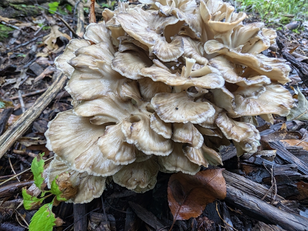 hen of the woods · September 2026 · photo: Photo: (c) aerospaceeb, some rights reserved (CC BY) · iNaturalist