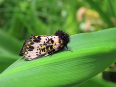Xanthopastis moctezuma