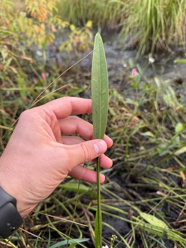 Grass-leaved Arrowhead