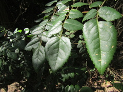 Gevuina avellana