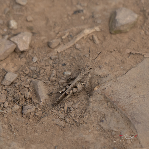 Carinate Locust